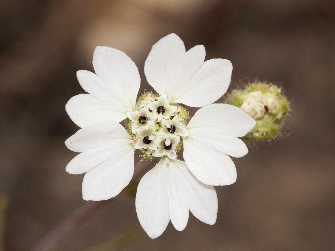 Hemizonia