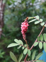 Indigofera hendecaphylla