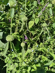 Leucas martinicensis