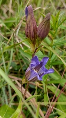 Gentiana laevigata laevigata