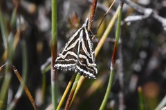 Dichromodes confluaria