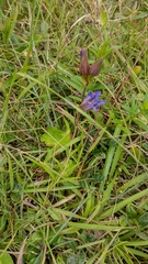 Gentiana laevigata laevigata