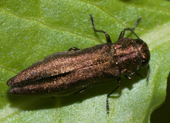 Agrilus cuprescens