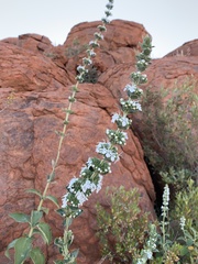 Teucrium reidii
