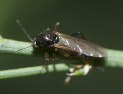 Palpomyia