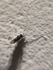 Phytocoris pulchricollis