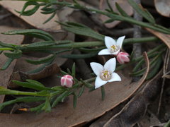 Cyanothamnus nanus nanus