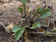 Viola cleistogamoides