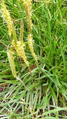 Plantago maritima serpentina
