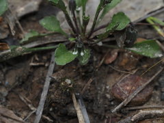 Viola cleistogamoides