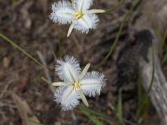 Thysanotus tuberosus tuberosus