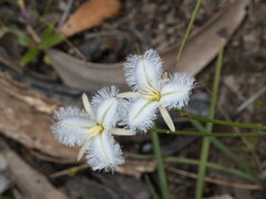 Thysanotus tuberosus tuberosus