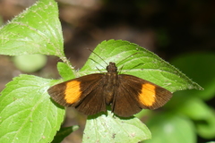 Koruthaialos rubecula