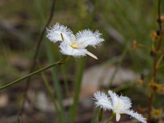 Thysanotus tuberosus tuberosus