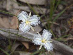 Thysanotus tuberosus tuberosus