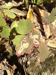 Phytomyza aquilegivora