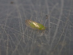 Amorphicola amorphae