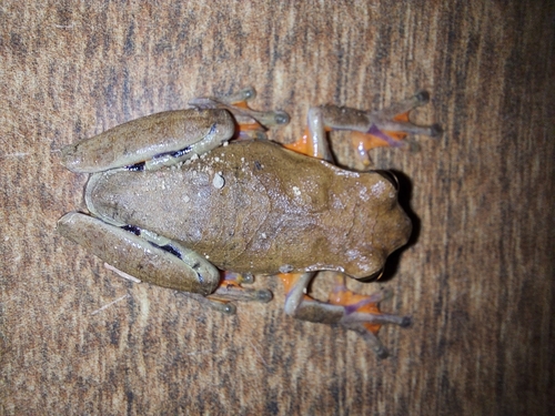 Estrella Treefrog, Dendropsophus anceps
