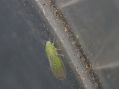 Amorphicola amorphae