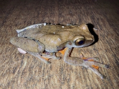 Dendropsophus anceps