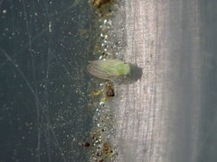 Amorphicola amorphae