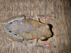 Dendropsophus anceps