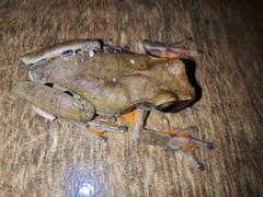Dendropsophus anceps