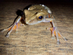 Dendropsophus anceps