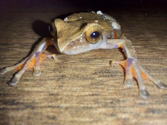 Dendropsophus anceps