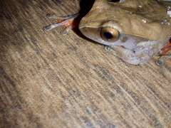 Dendropsophus anceps