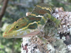 Anolis ginaelisae