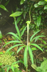 Arisaema heterophyllum