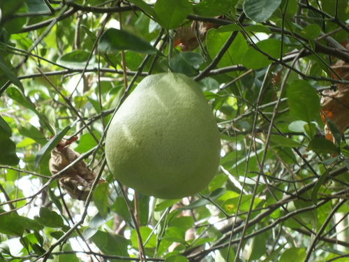 Citrus maxima, 2021-11-06