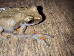 Dendropsophus anceps