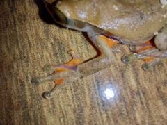 Dendropsophus anceps