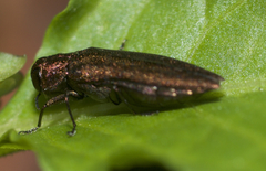 Agrilus cuprescens