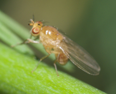 Camptoprosopella slossonae