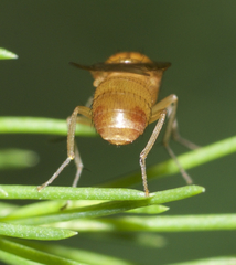 Camptoprosopella slossonae