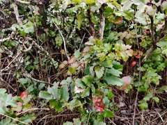 Berberis pinnata pinnata
