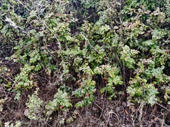 Berberis pinnata pinnata