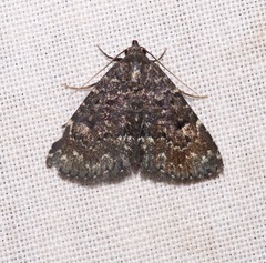 Metalectra tantillus