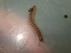 Harpogonopus confluentus