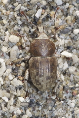 Cecyropa modesta