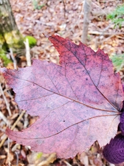 Acer rubrum image