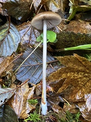 Entoloma hirtipes