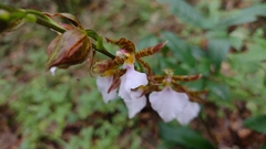 Rhynchostele bictoniensis
