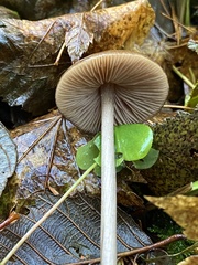 Entoloma hirtipes