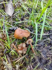 Rhodophana nitellina
