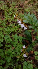 Rhynchostele bictoniensis