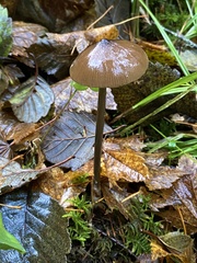 Entoloma hirtipes